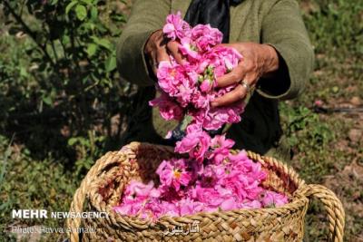 برگزاری جشنواره گل های محمدی و گل و گلاب در شهر ساروق