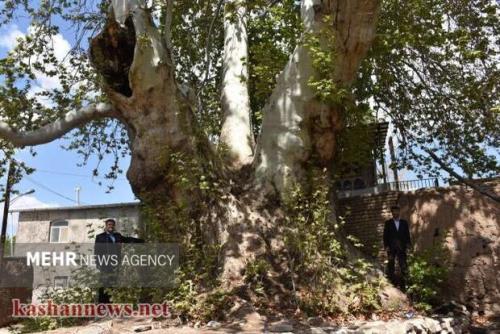 ۵ چنار کهنسال کاشان در لیست آثار ملی کشور ثبت شدند